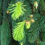 Tree Pine Bough