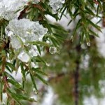 Tree Snow Melt